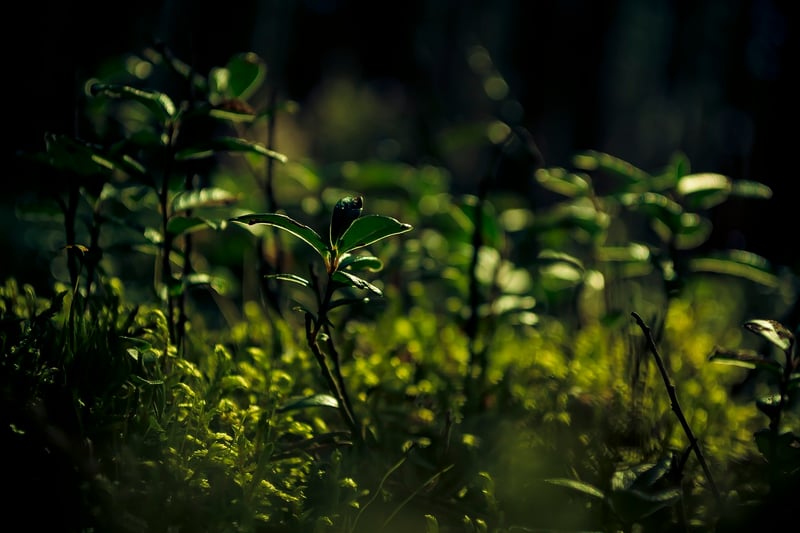 Indoor Plants